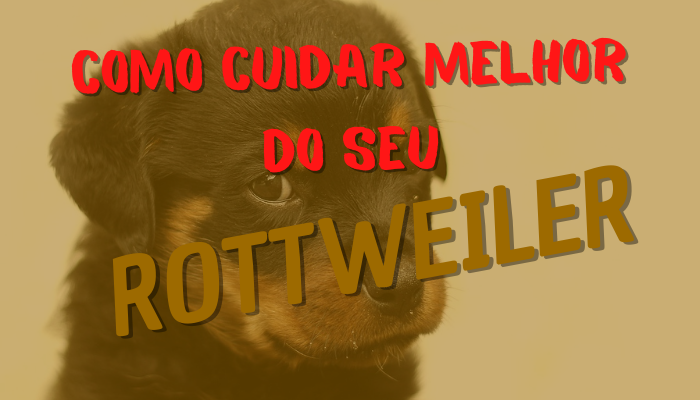 Rottweiler