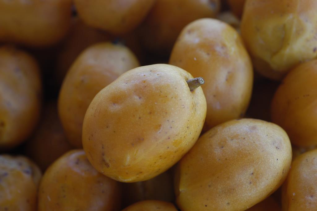 Cajá - Frutas nativas brasileira