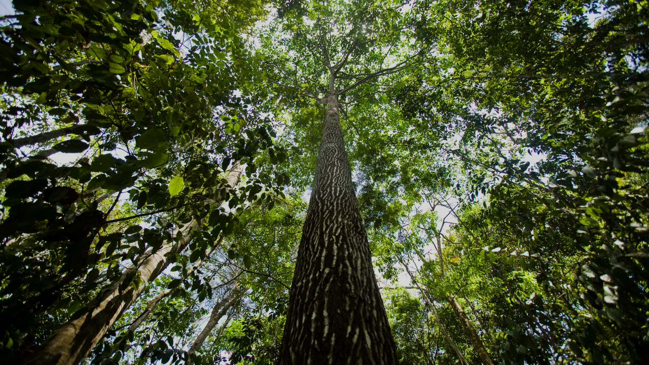 A Amazônia