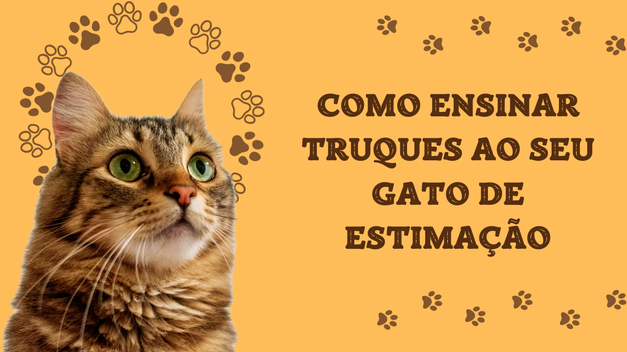 Gato de Estimação