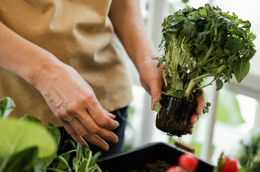 blog brasil educando cuide das plantas