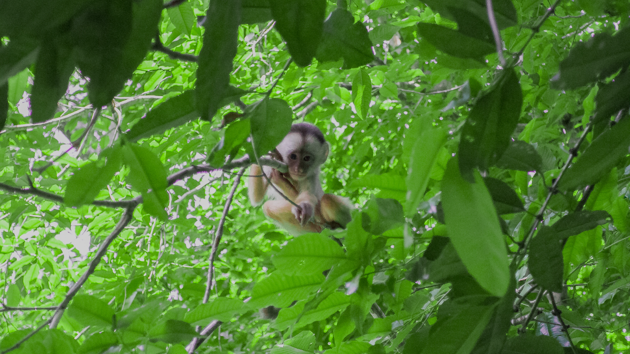 A Amazônia é o lar de centenas de espécies de animais