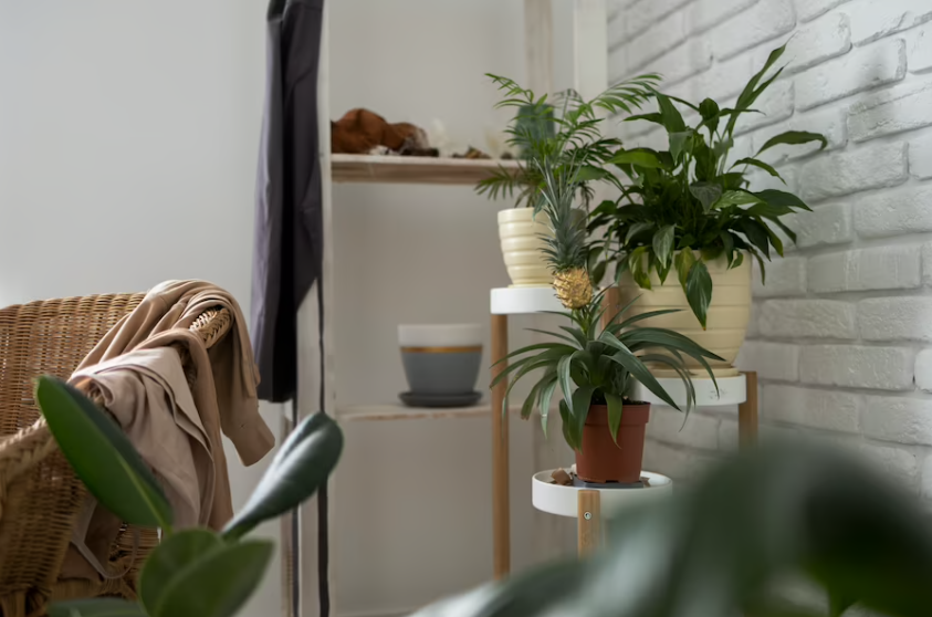 blog brasil educando plantas para purificar o ar do quarto