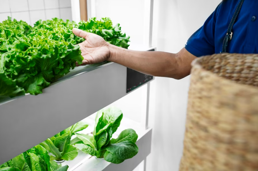 Horta Caseira Em Apartamentos