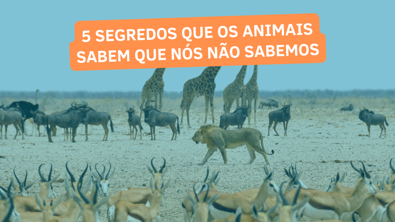 5 Segredos que os Animais Sabem que Nós Não Sabemos