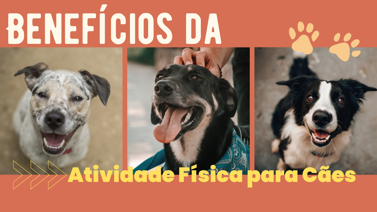 Benefícios da Atividade Física para Cães