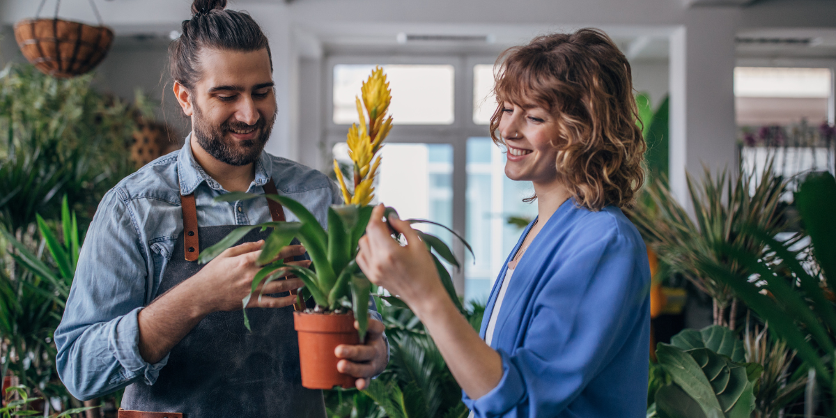 Como Plantar Orquídea Em Apartamento