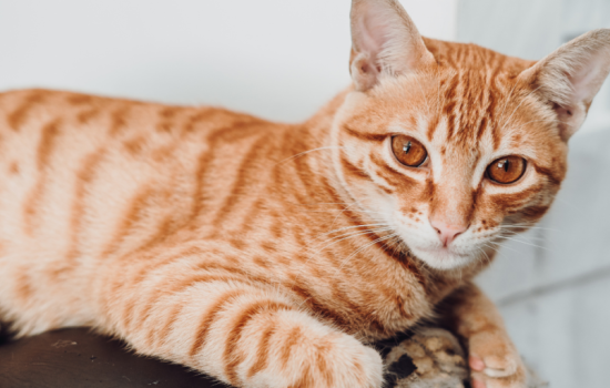 Como Cuidar de Um Gato - 10 Dicas Essenciais Para um Felino Feliz