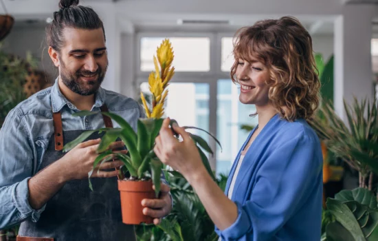 Como Plantar Orquídea Em Apartamento