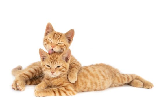 Os Gatos se lambendo