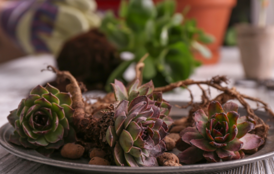 Como Cuidar de Plantas Suculentas
