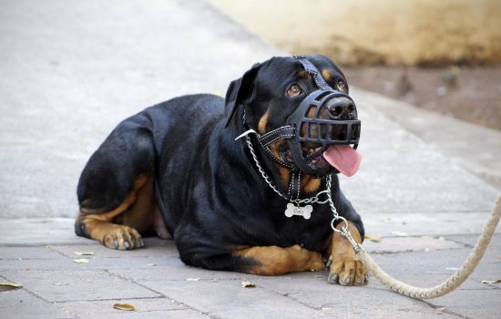 Use fucinheira no seu rottweiler